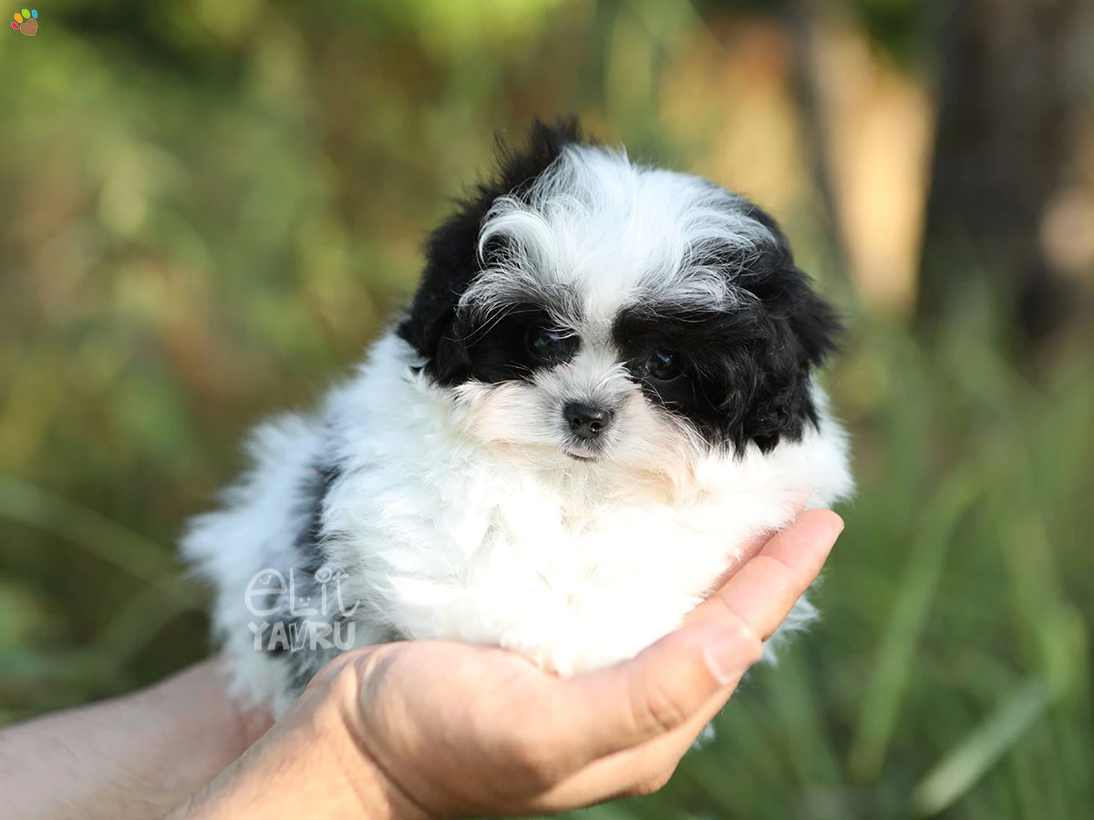 Morkie Honey 1