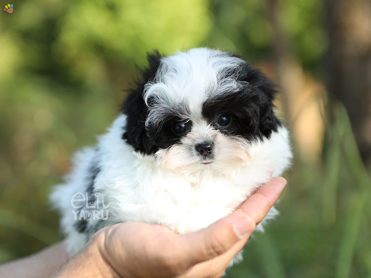 Morkie Hank