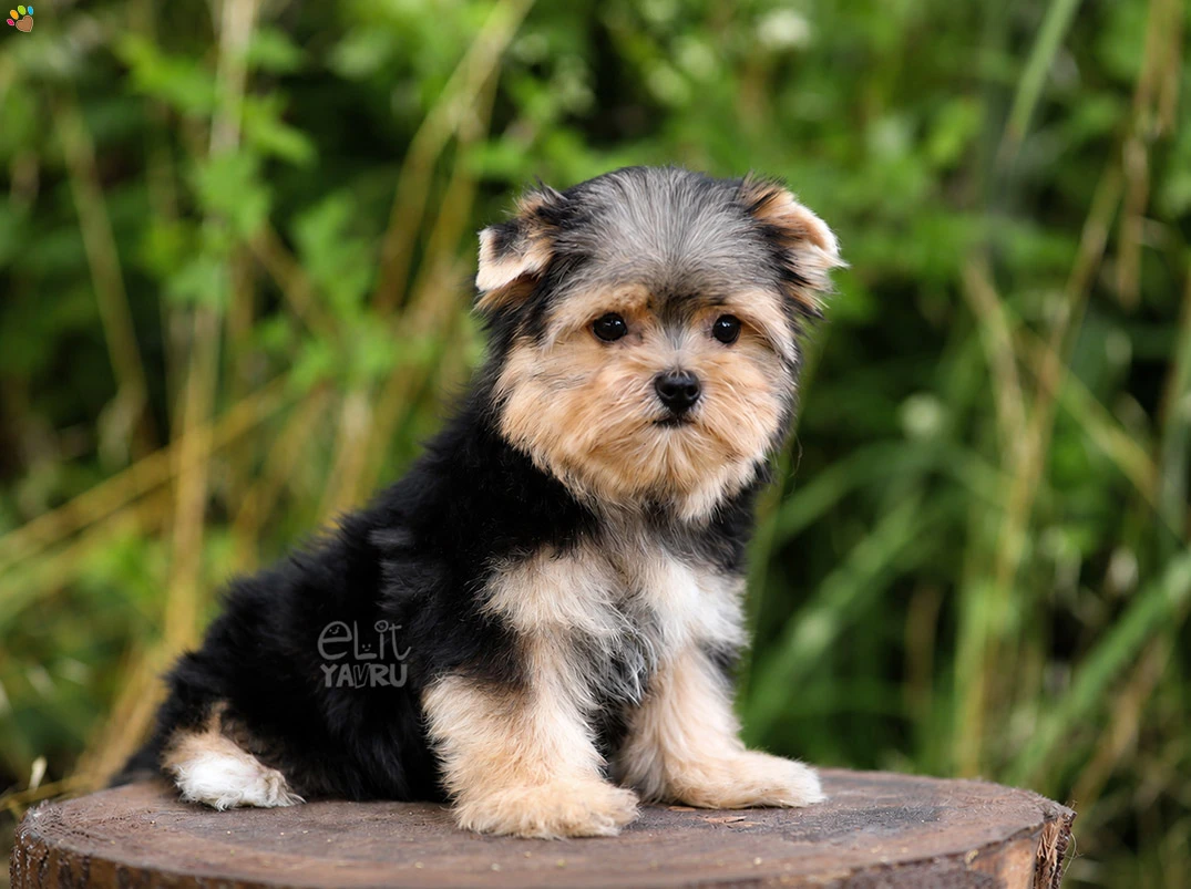 Morkie Honey 3