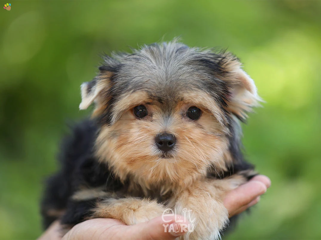 Morkie Honey 4