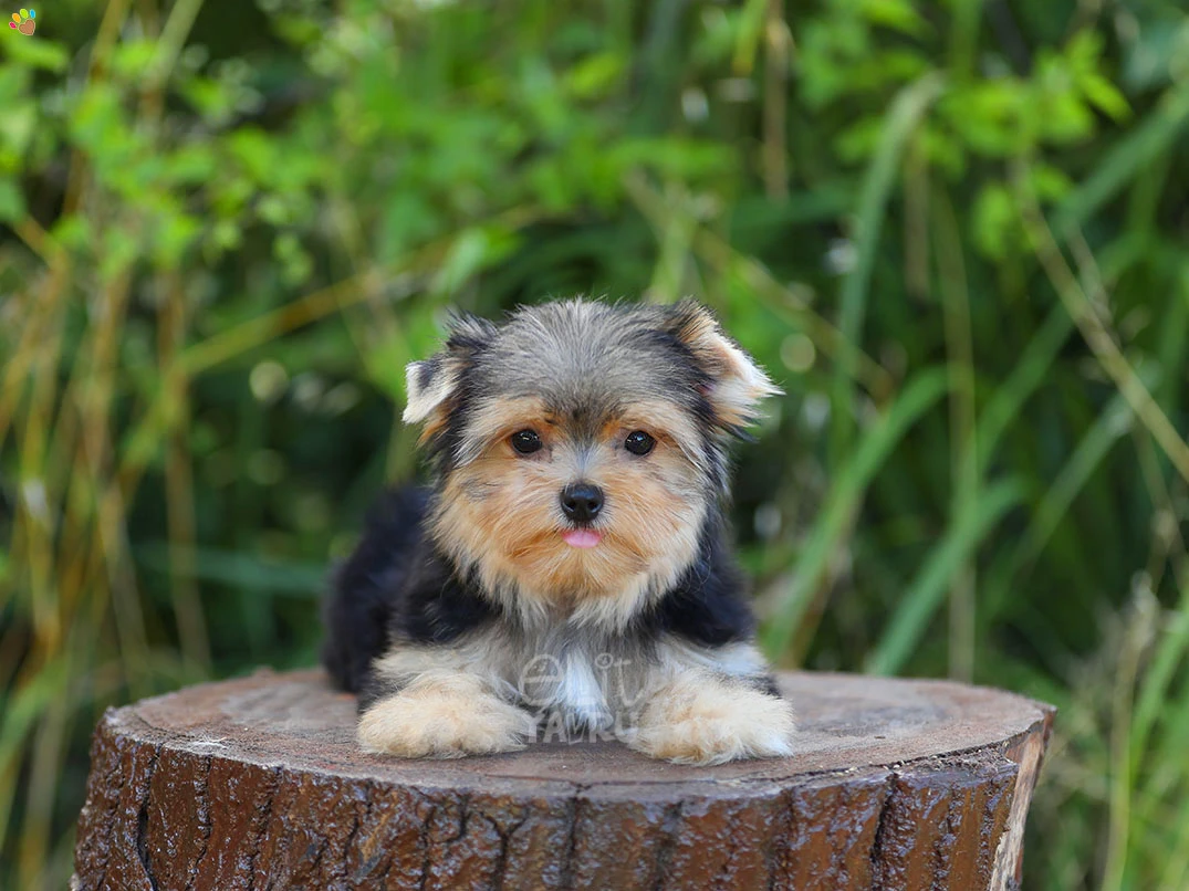 Morkie Honey 1
