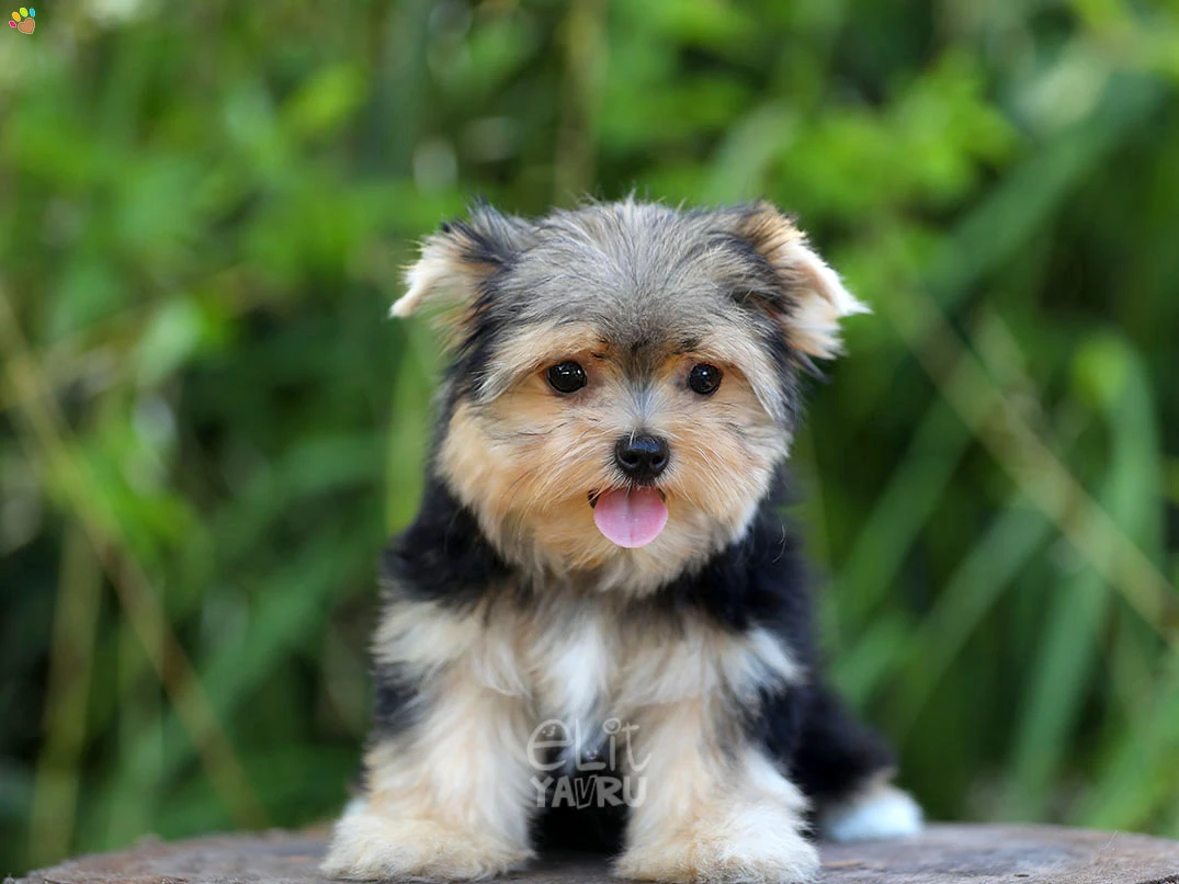 Morkie Honey