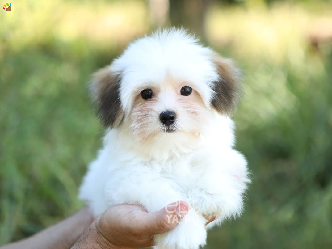 Morkie Hugo