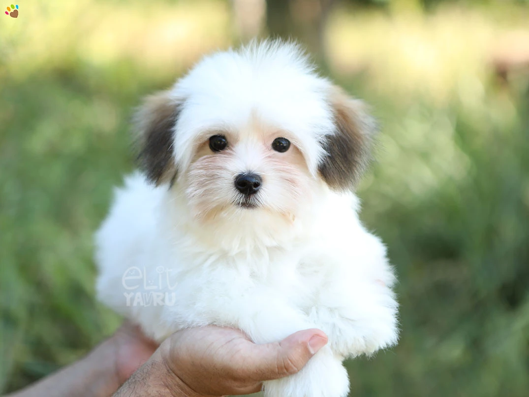 Morkie Hugo 1