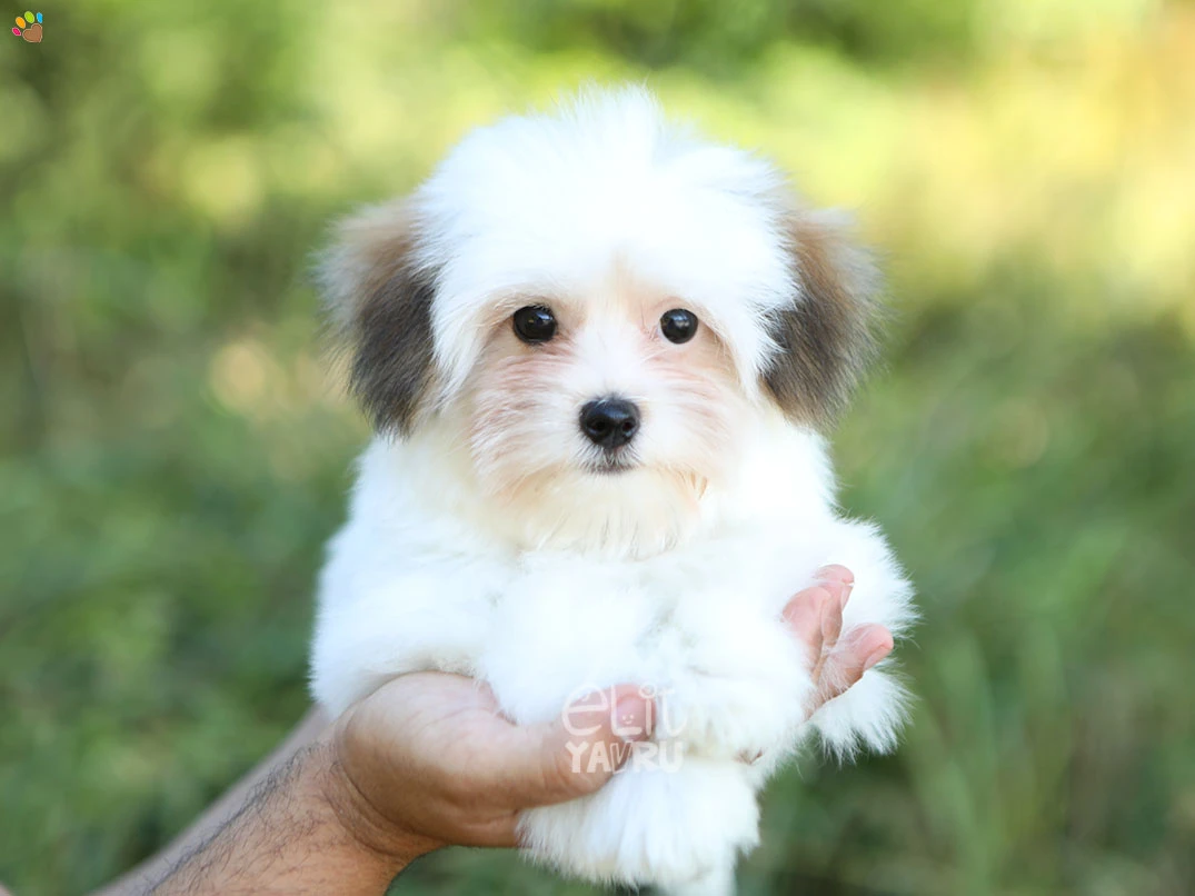 Morkie Hugo 2