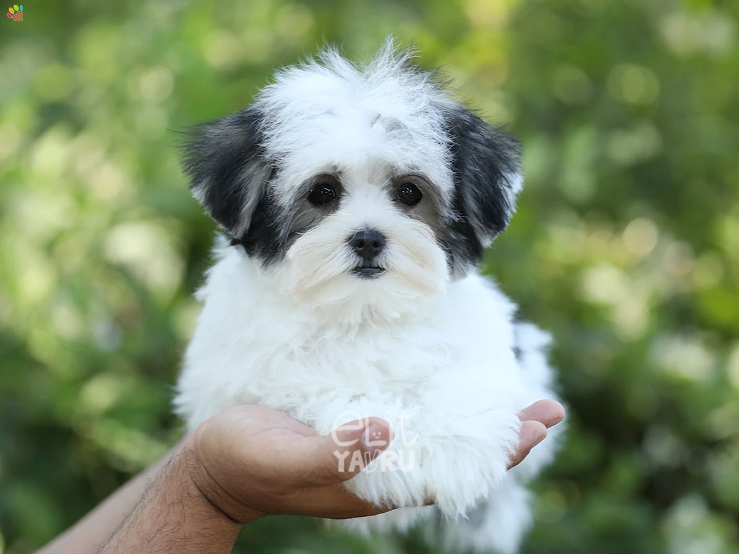 Morkie Iggy 2