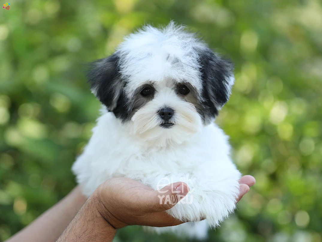 Morkie Iggy 3