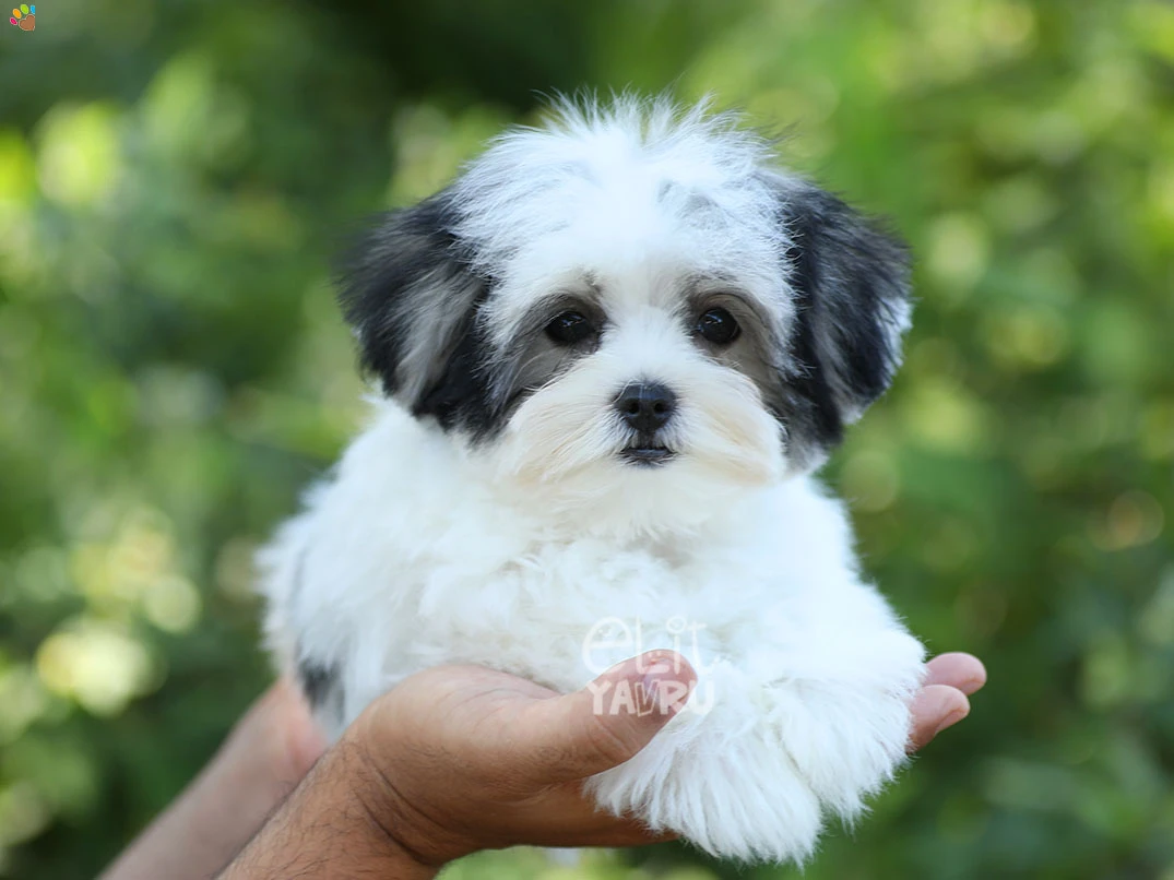 Morkie Iggy 4