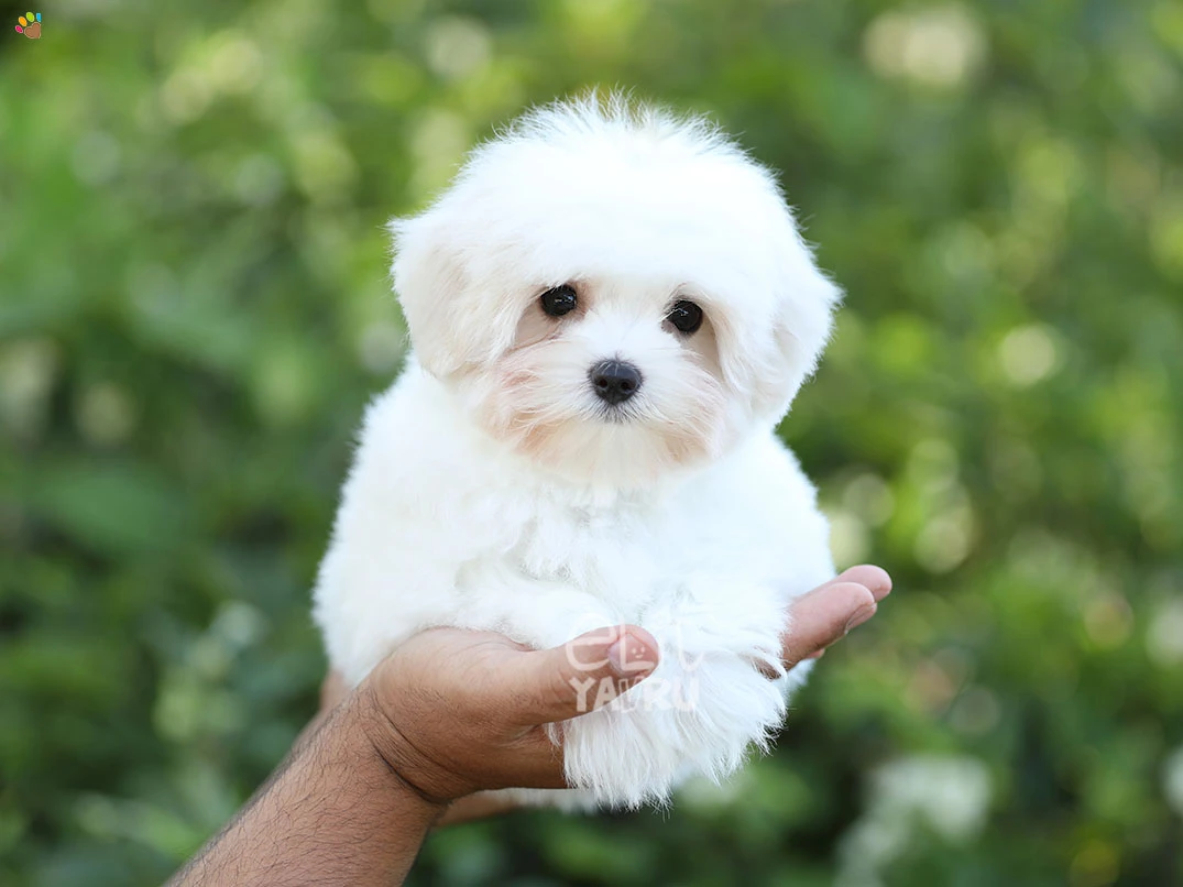 Morkie India