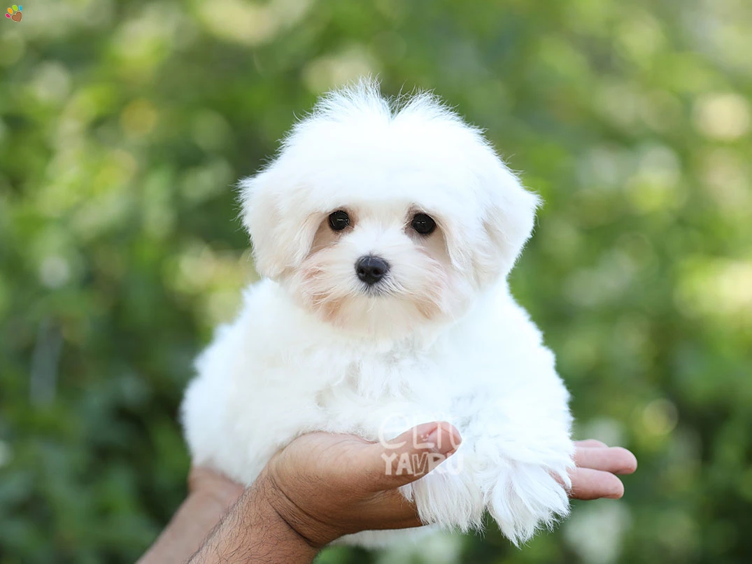 Morkie India 1