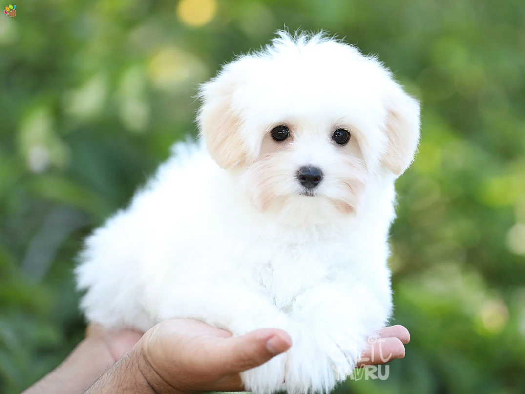 Morkie Isabella 1