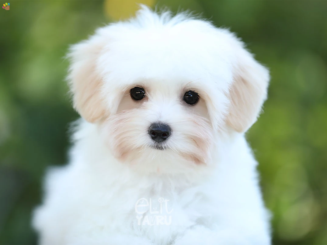 Morkie Isabella 2