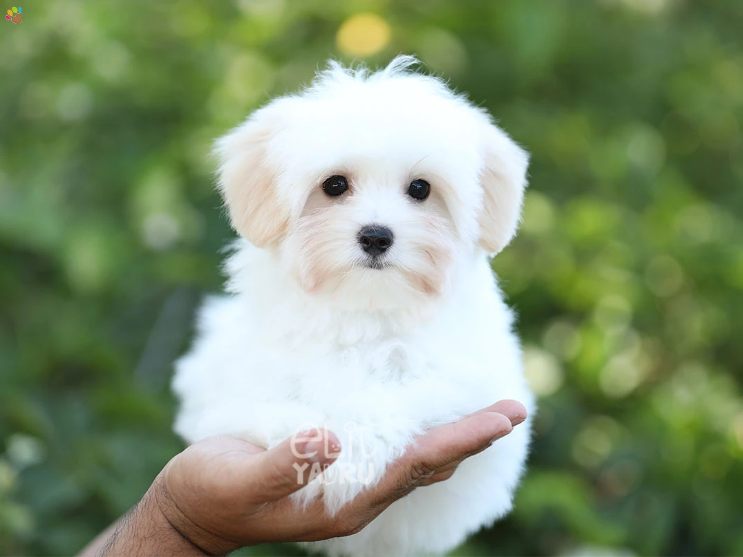 Morkie Isabella
