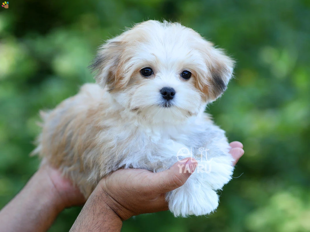 Morkie Ivan 4