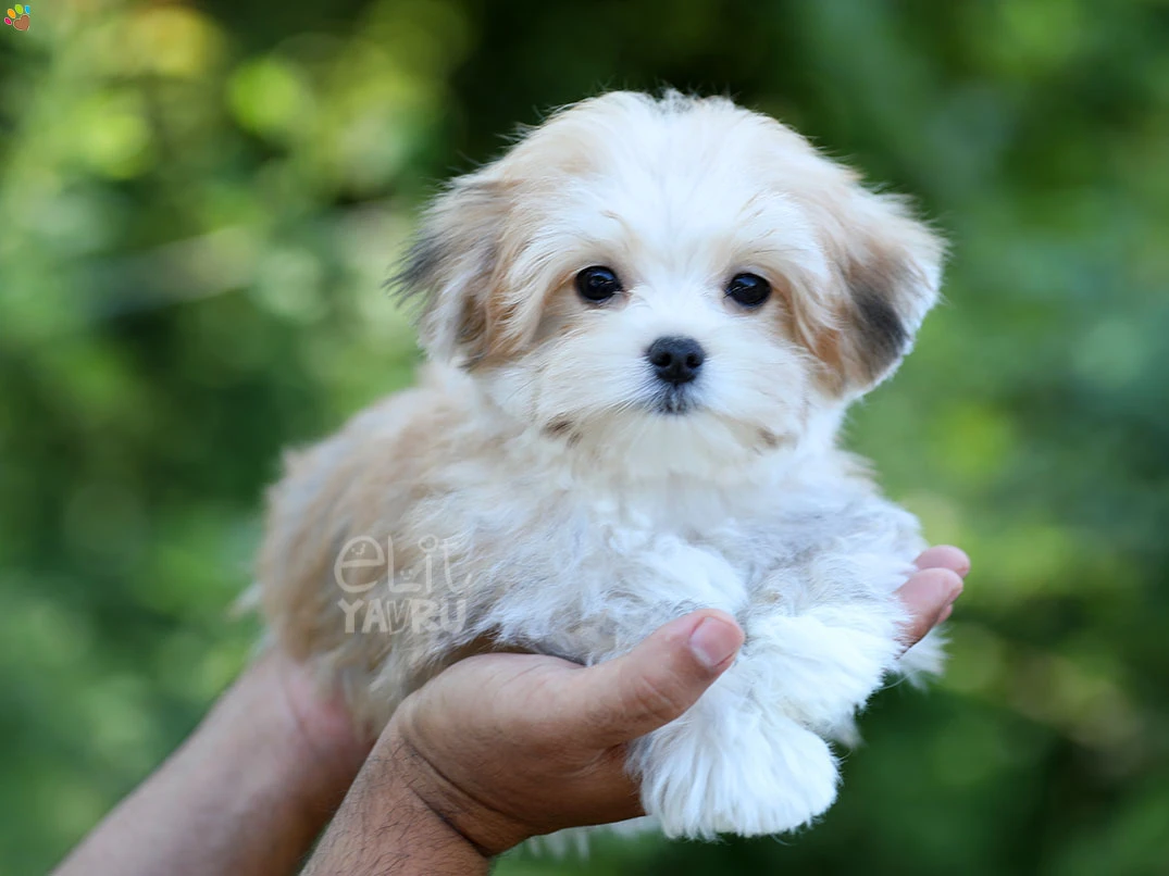 Morkie Ivan 2