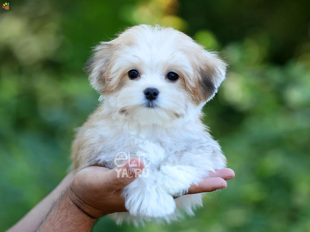 Morkie Ivan 3