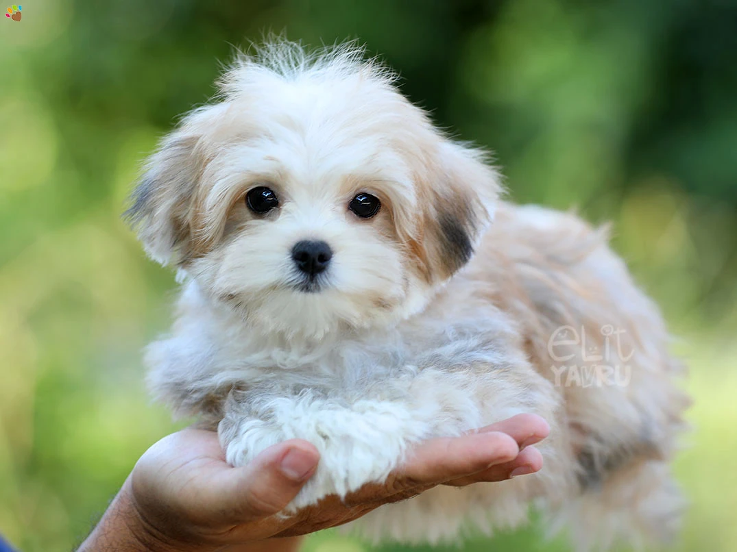 Morkie Ivan
