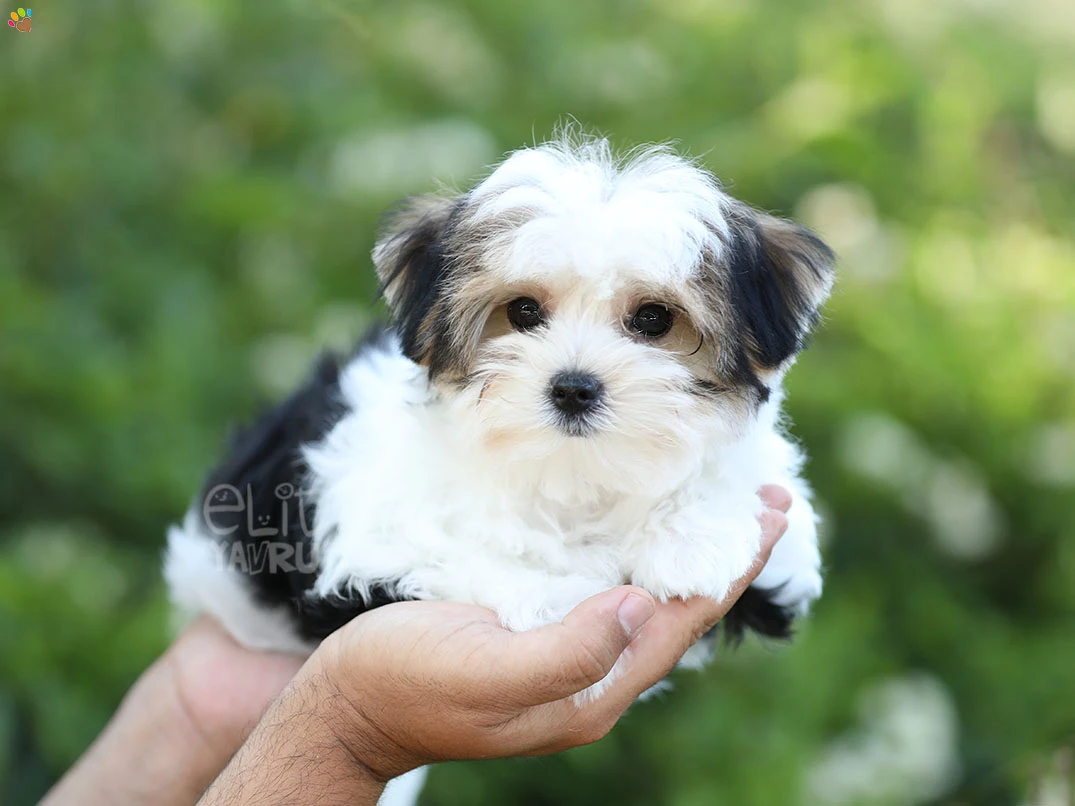 Morkie Jack