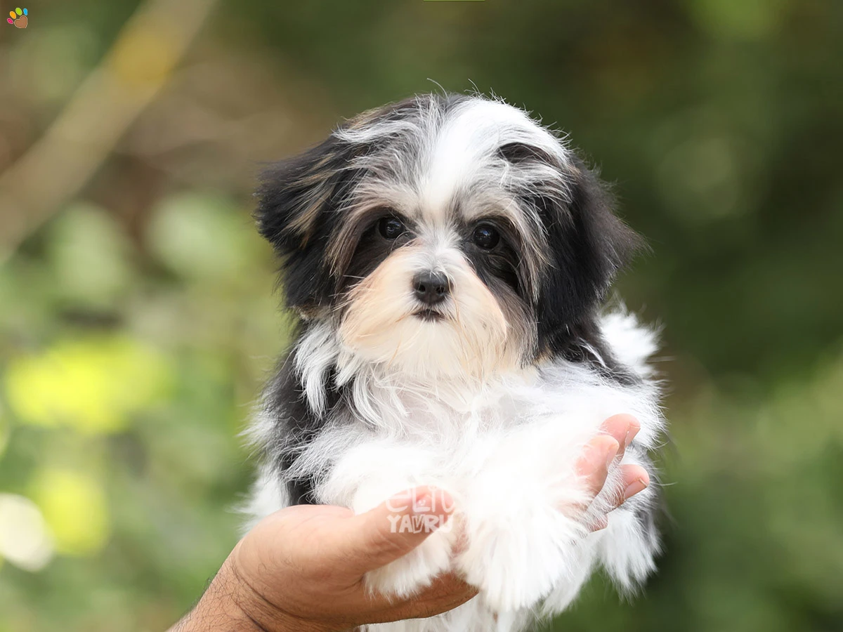 Morkie Jenny 1