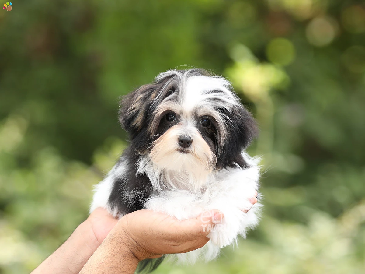 Morkie Jenny