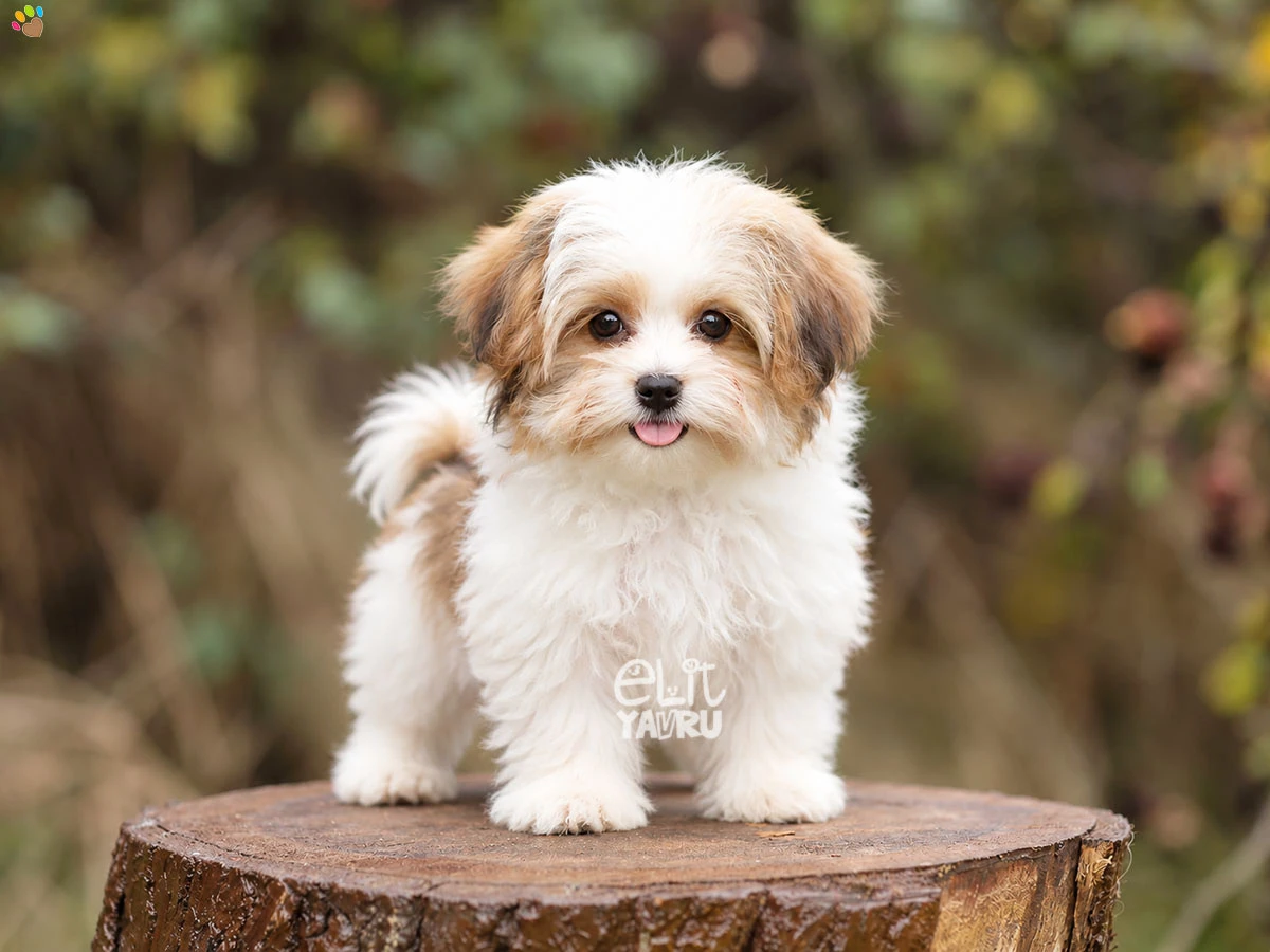 Morkie Jessie