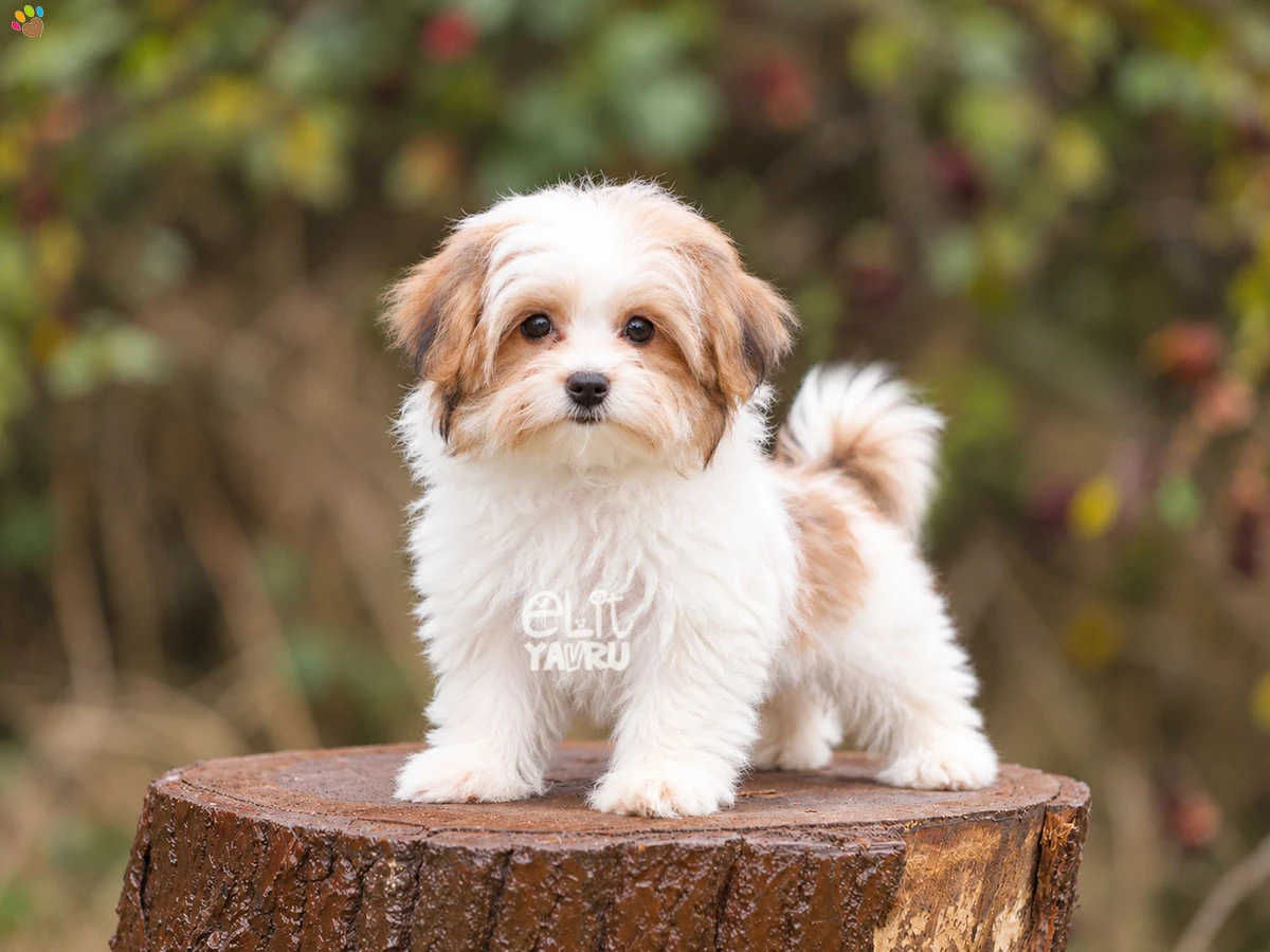 Morkie Jessie 2
