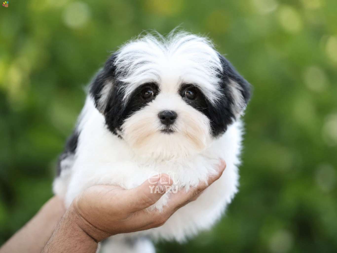 Morkie John 2