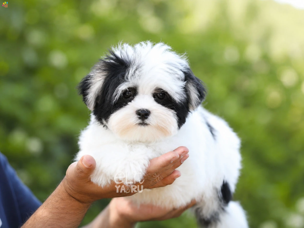 Morkie John
