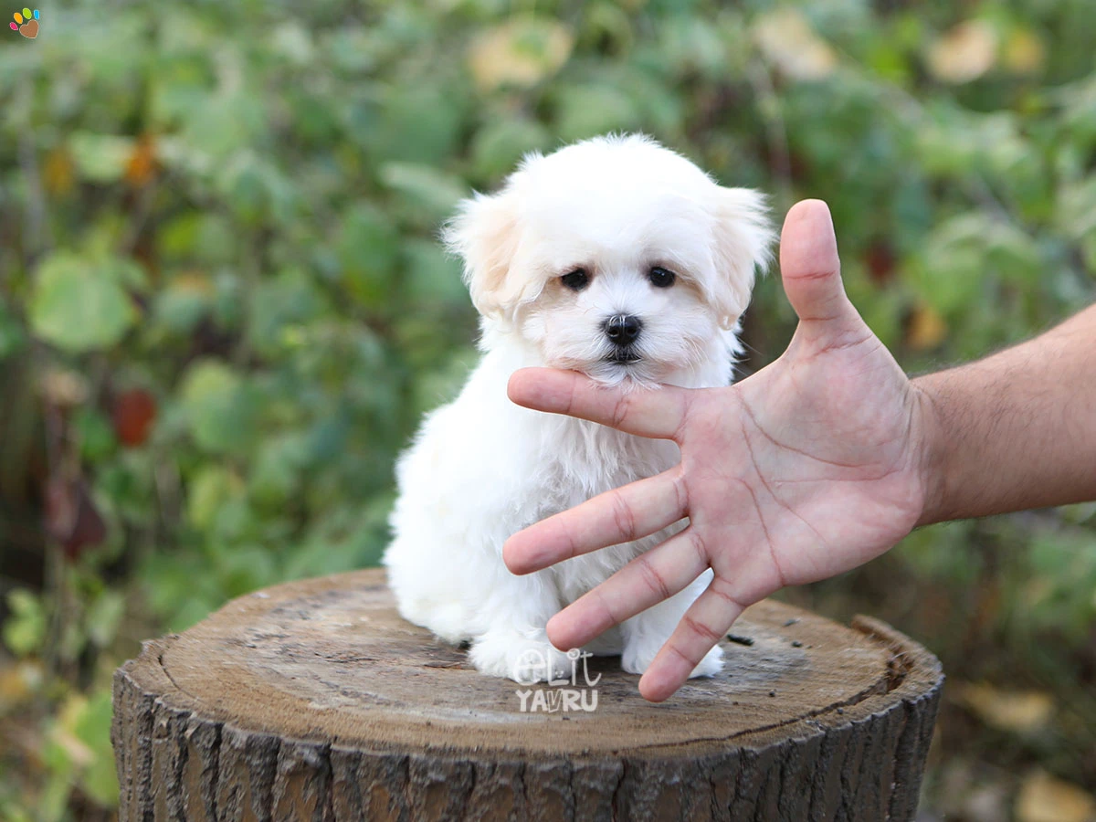 Morkie Kenny