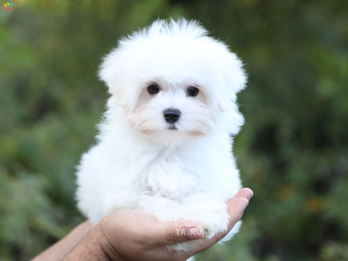Morkie Kingston