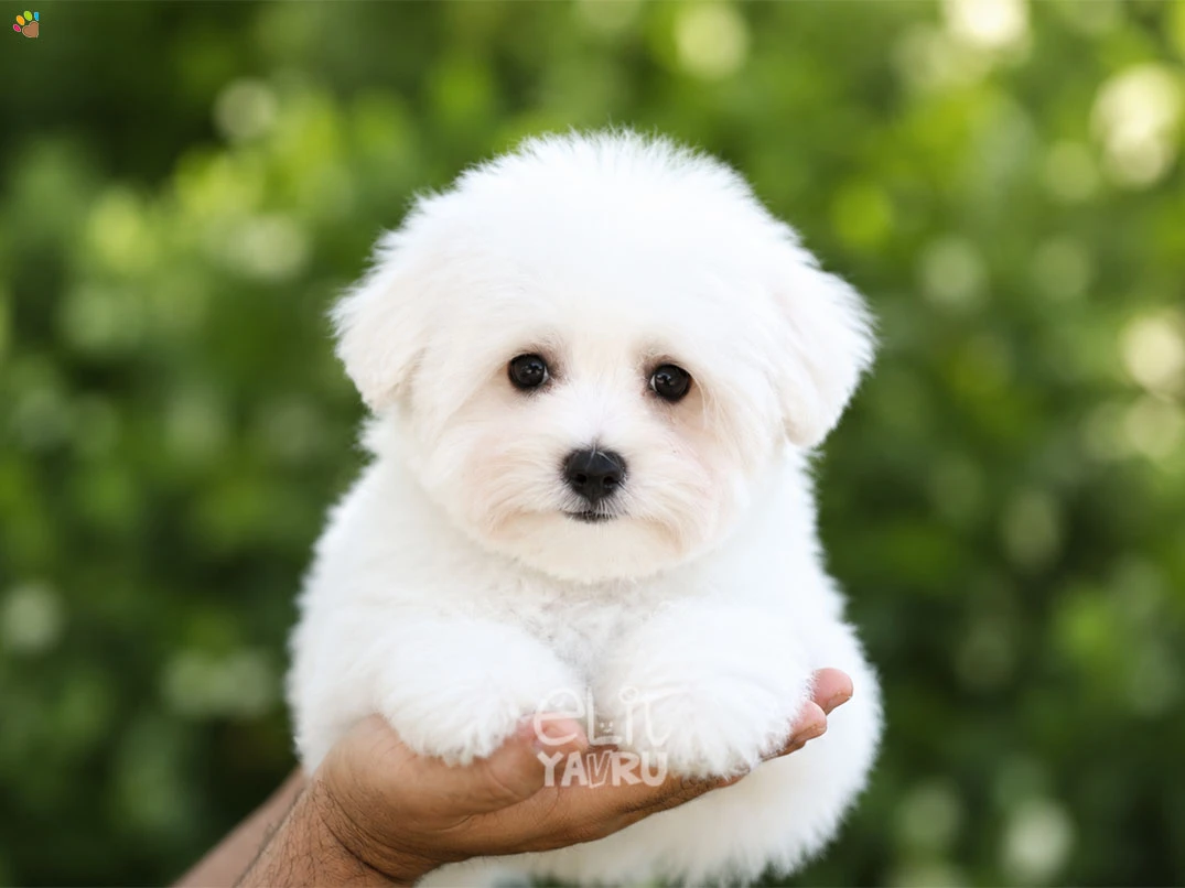 Morkie Kobe