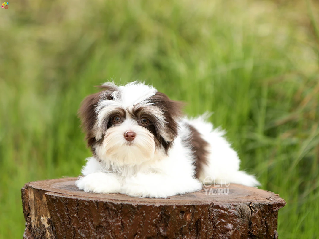 Morkie Lily