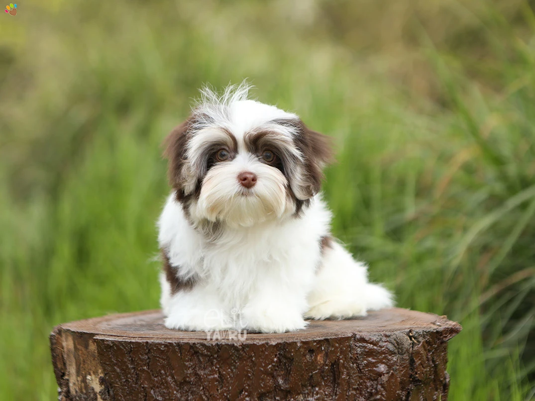 Morkie Lily 2
