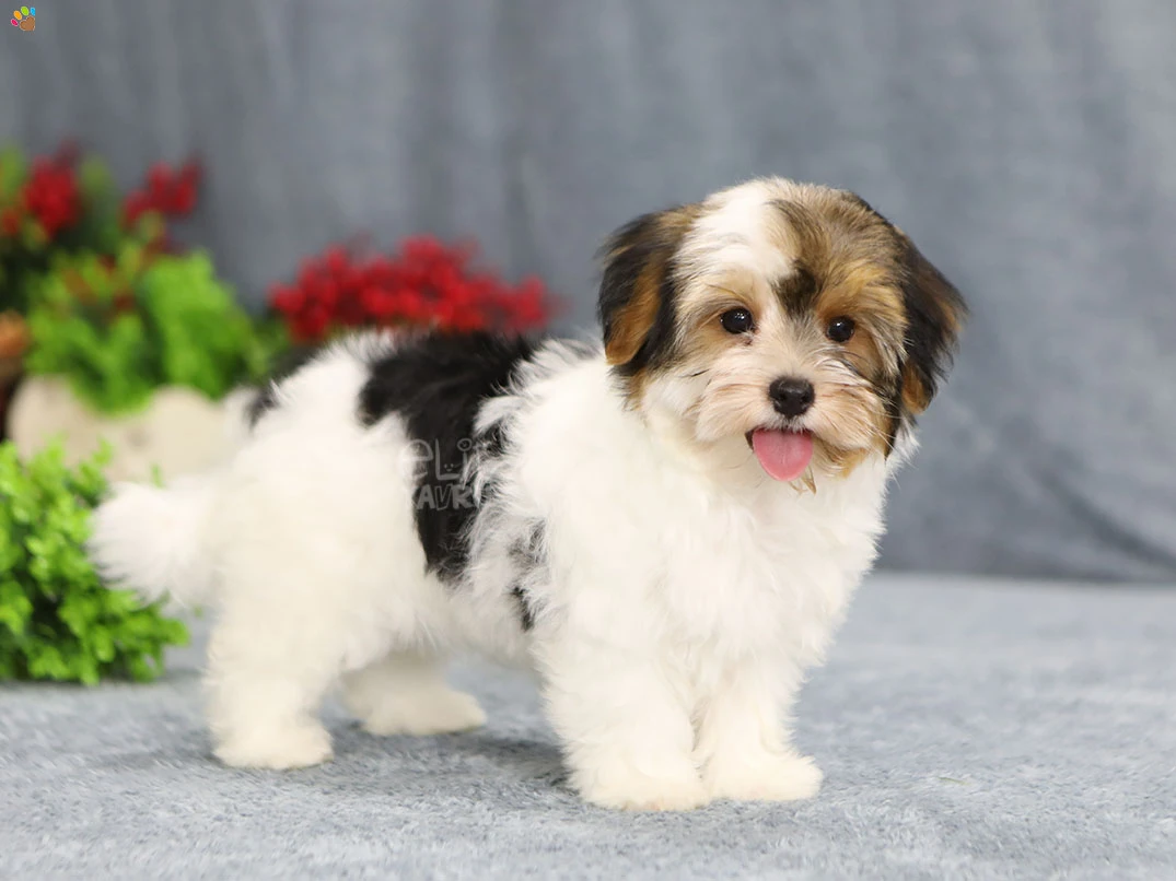 Morkie Lior 4