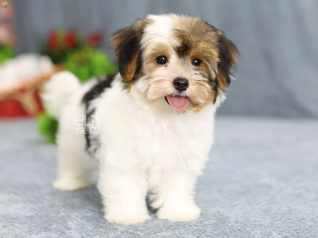 Morkie Lior 5