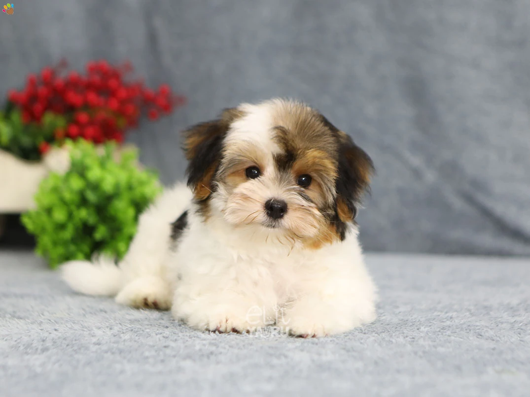 Morkie Lior 6