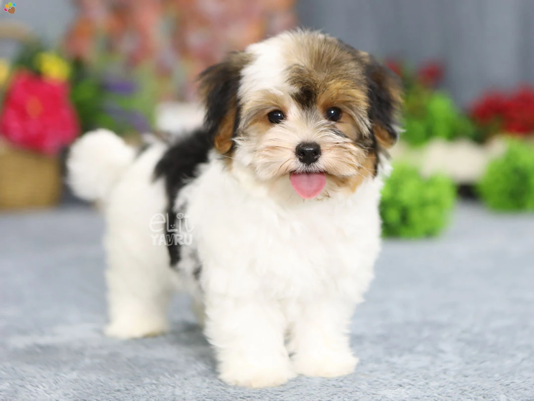 Morkie Lior 2