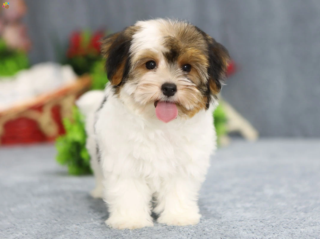 Morkie Lior 3