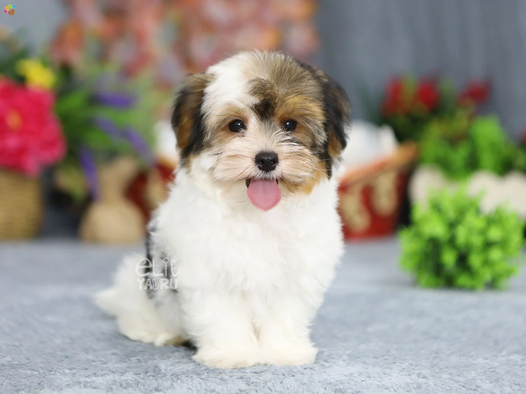 Morkie Lior