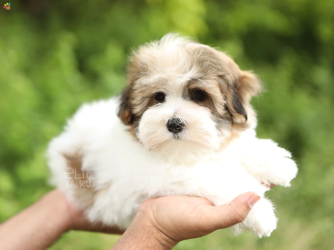 Morkie Luma 1