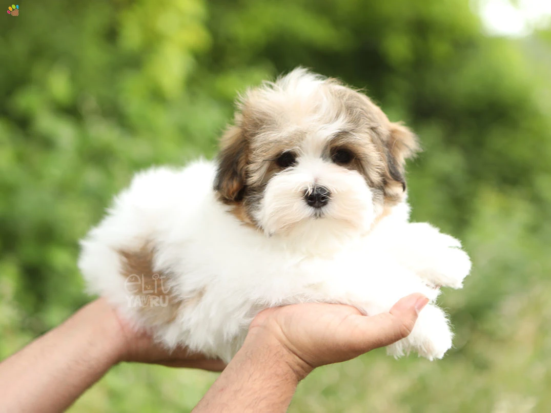 Morkie Luma