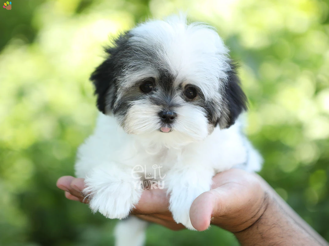 Morkie Luna