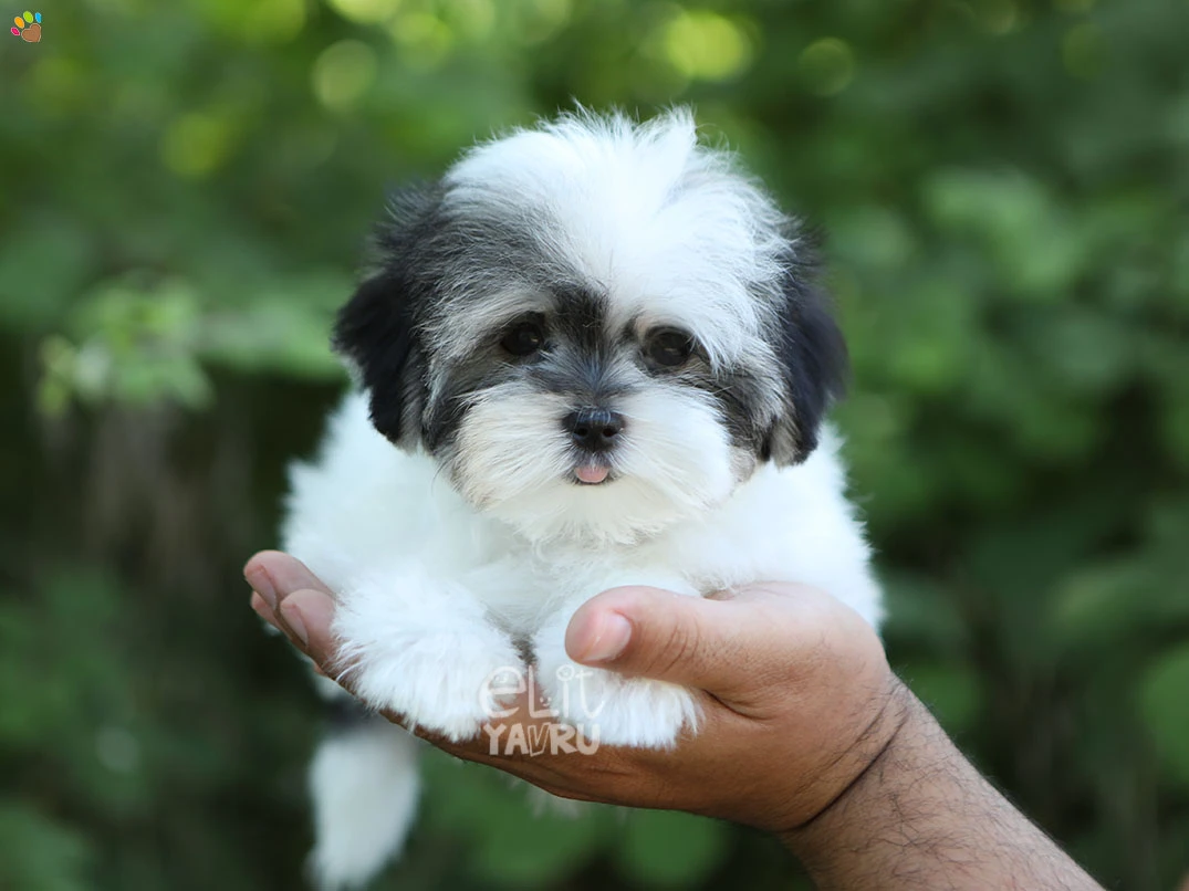 Morkie Luna 2