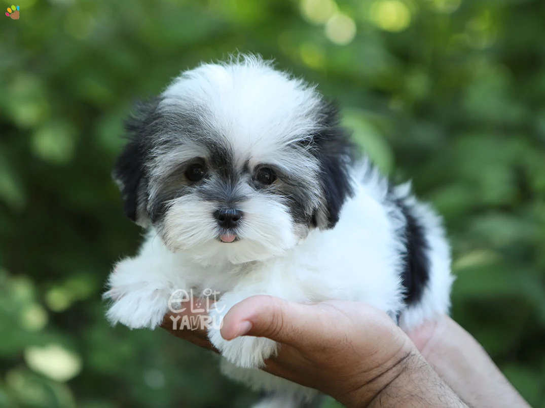 Morkie Luna 1