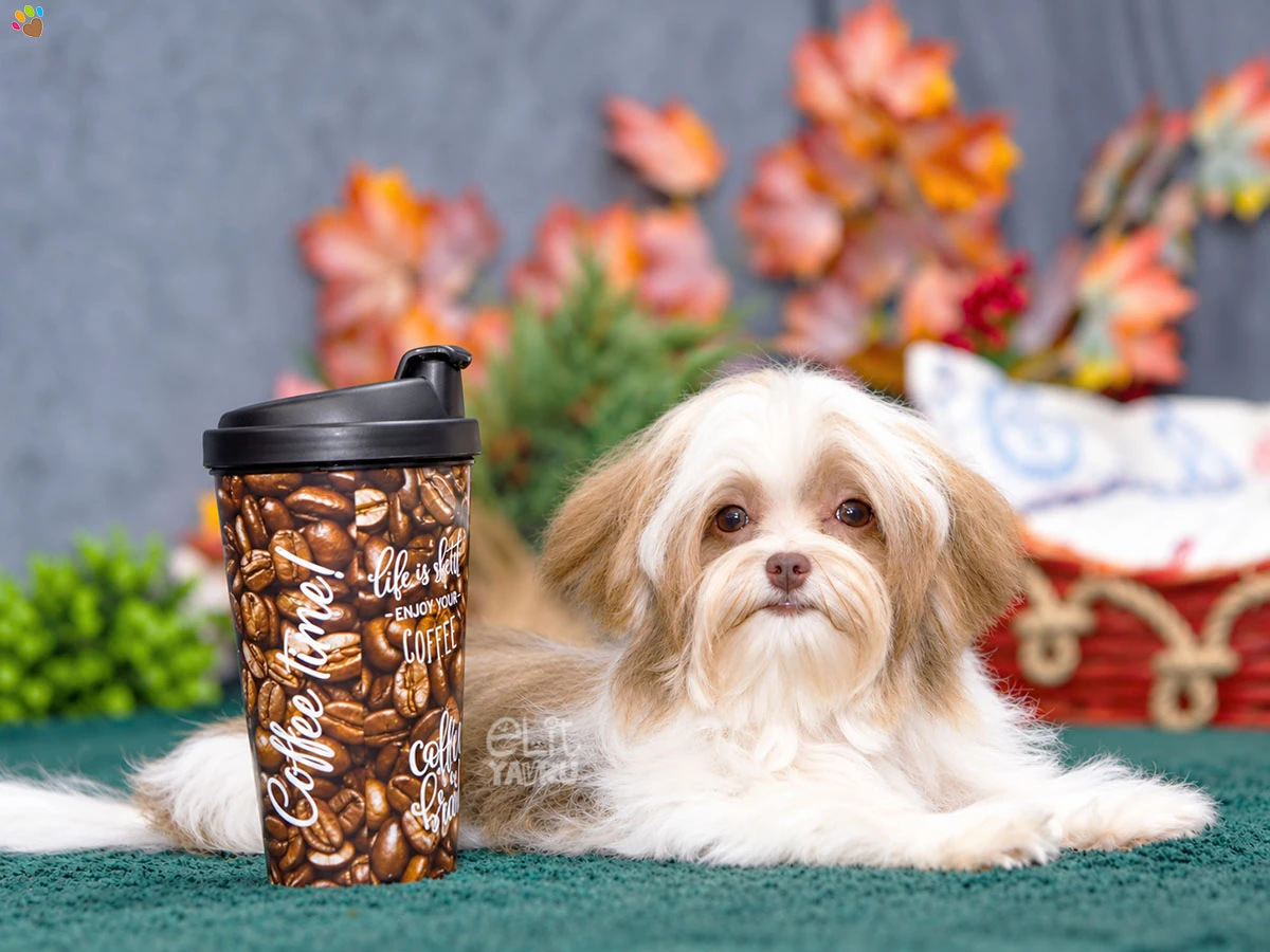 Morkie Lutto