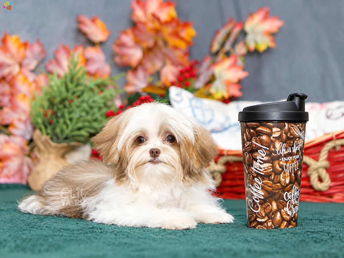 Morkie Lutto 2