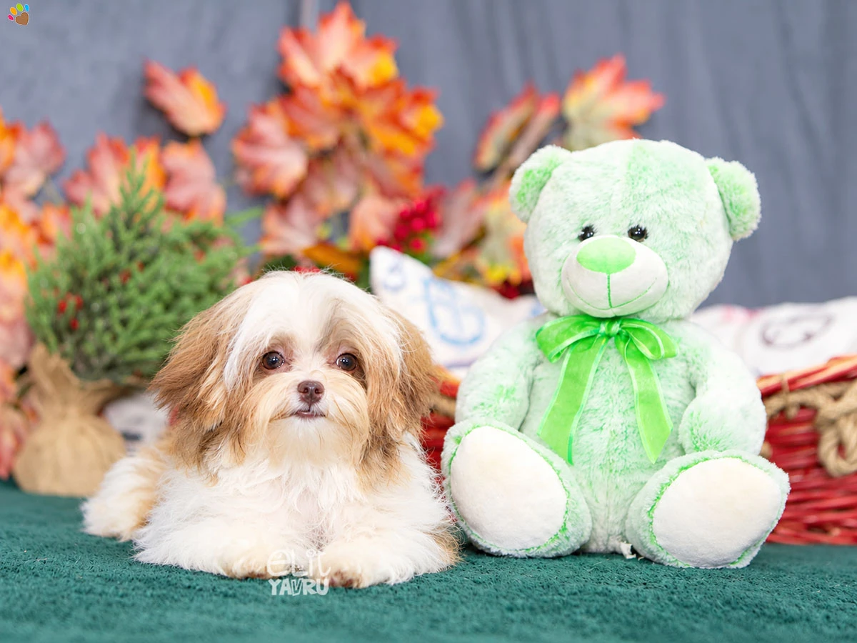Morkie Lutto 1