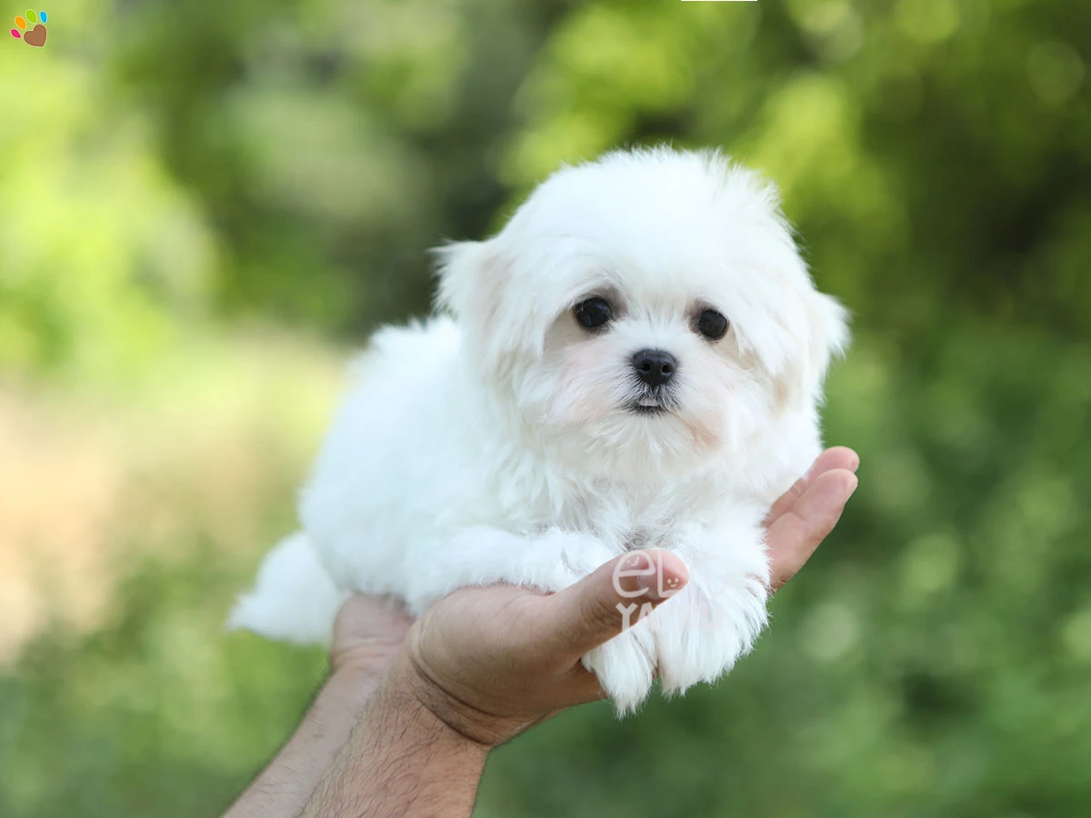 Morkie Mack 3