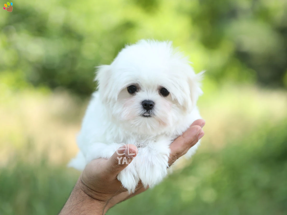 Morkie Mack