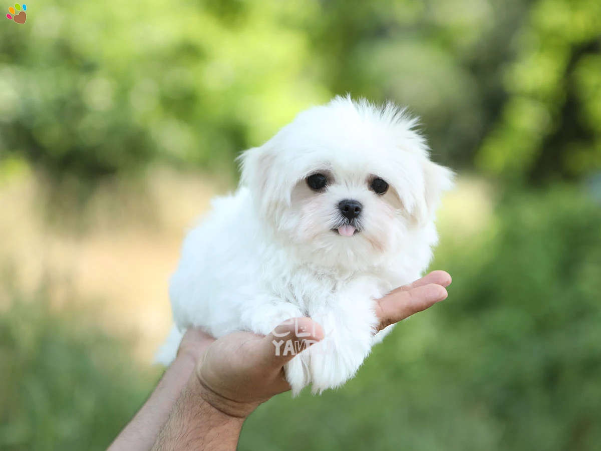 Morkie Mack 2